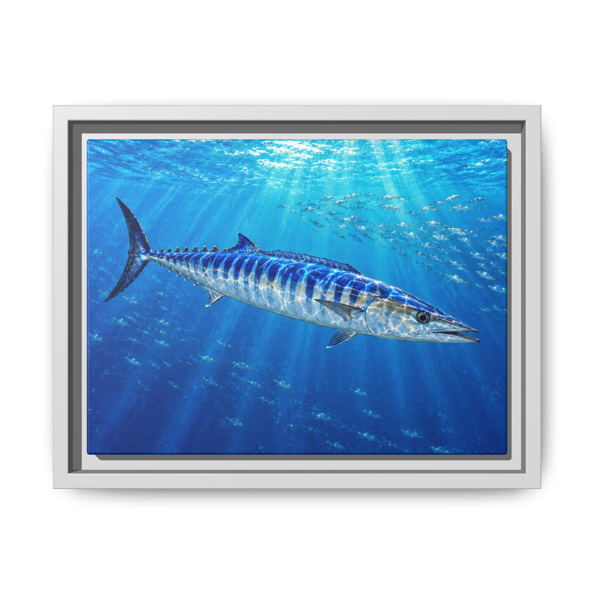 Framed Wahoo Canvas Print