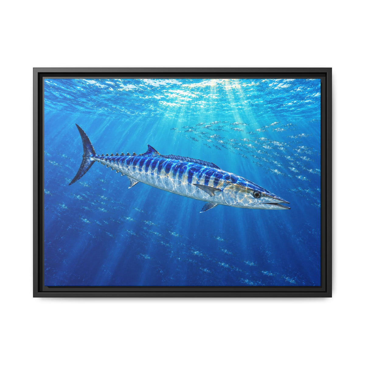 Framed Wahoo Canvas Print