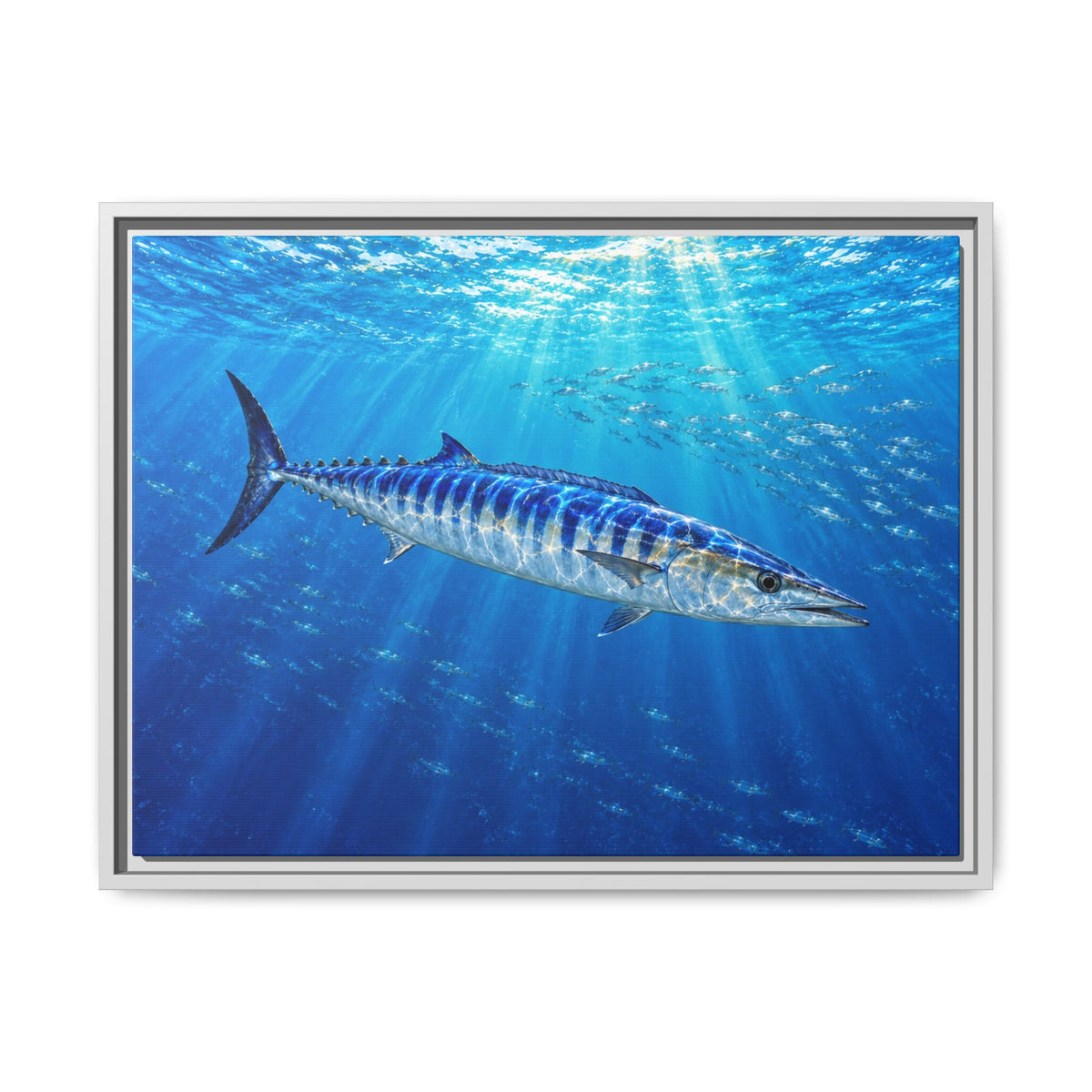 Framed Wahoo Canvas Print
